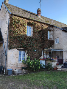 Photo de galerie - Taille d'un lierre muraille grimpante 