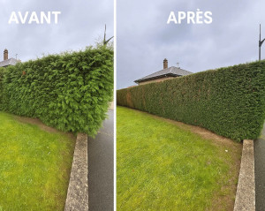 Photo de galerie - Taille de haie 
