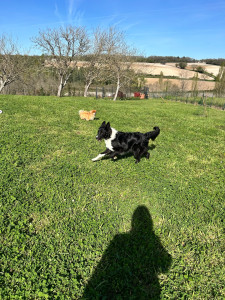 Photo de galerie - Simba 