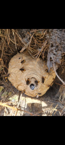 Photo de galerie - Traitement nid de frelons asiatique...