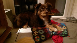 Photo de galerie - Garde animaux