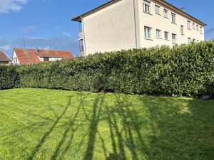 Photo de galerie - Tonte + taillage haies 