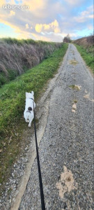 Photo de galerie - Petsitting : Promenade avec Snow