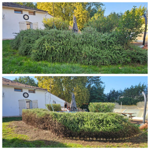 Photo de galerie - Avant / après la taille d'un romarin.
