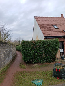 Photo de galerie - Rabattage dune haie 

