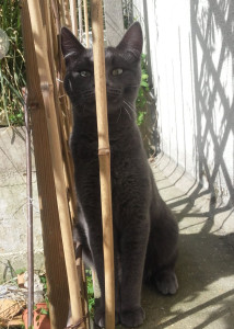 Photo de galerie - Mon chat Ragnar
