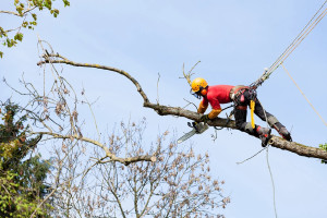 Photo de galerie - Élagage