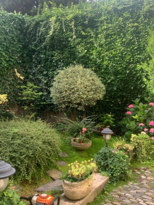 Photo de galerie - Taille de haies et d'arbustes