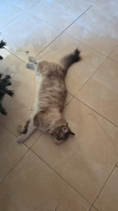 Photo de galerie - Garde d'un chat à mon domicile en juillet 2026.