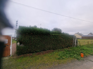 Photo de galerie - Taille de sapin 
