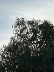 Photo de galerie - Élagage arbre