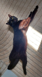 Photo de galerie - J'aime les animaux et la plus belle chose est la belle connexion que je peux créer avec eux. 