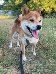 Photo de galerie - Garde de Saïto magnifique Shiba Inu de 4ans