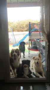 Photo de galerie - Garde de chien 