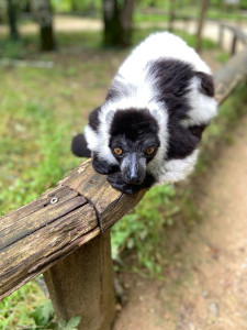 Photo de galerie - Animaux, amour