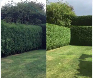 Photo de galerie - Taille de haie et entretien des espaces verts je propose la taille de haie et arbustes et petit végétaux afin de garder un jardin propre et soigner travail réalisé avec souhait