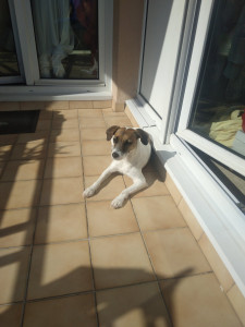 Photo de galerie - Garde chien