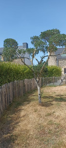 Photo de galerie - Taille Olivier