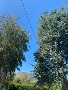 Photo de galerie - Sécurisation des lignes électriques
