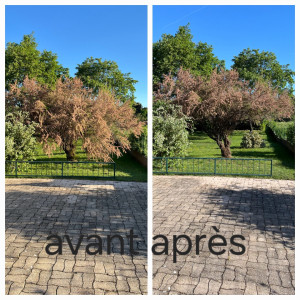 Photo de galerie - Taille d’arbres 
