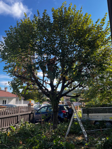 Photo de galerie - Elagage et coupe d'arbres