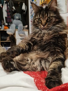 Photo de galerie - Garde animaux
