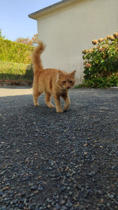 Photo de galerie - Garde chat