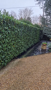 Photo de galerie - Taille de laurier 