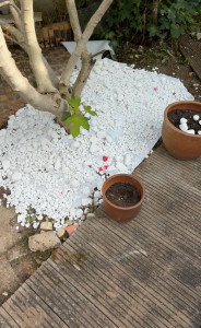 Photo de galerie - Pour tous vos projets d’amélioration et d’entretien de votre jardin je suis disponible 