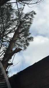 Photo de galerie - Élagage d’arbre dangereux pour maison 