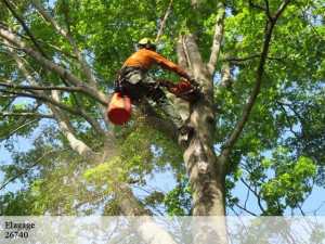Photo de galerie - Élagage d’arbres (grande hauteur)