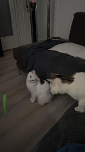 Photo de galerie - Garde de deux chats à domicile 