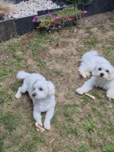 Photo de galerie - Toulouse et Urdy