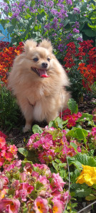 Photo de galerie - Une petite fleur parmi les fleurs 