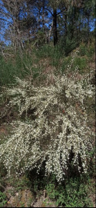 Photo de galerie - Genêt Blanc 