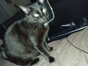 Photo de galerie - Simba 