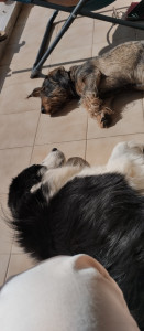 Photo de galerie - Cohabitation entre chiens 