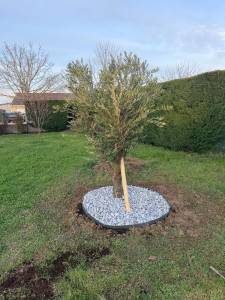 Photo de galerie - Fin de plantation d' un Olivier 