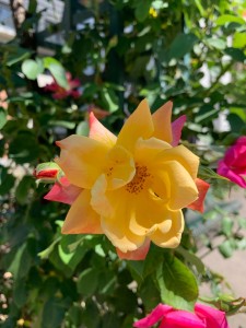 Photo de galerie - Loisirs 