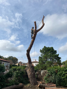 Photo de galerie - Démontage d'un pin parasol