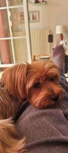 Photo de galerie - Garde chien ? 