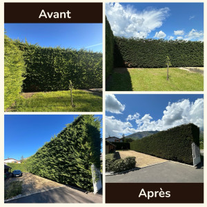 Photo de galerie - Taille et rabattage de haie