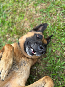 Photo de galerie - Garde chien