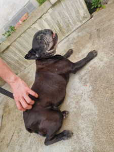Photo de galerie - Je vous présente joy, petit bouledogue que j'ai gardé :)