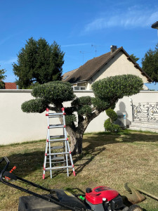 Photo de galerie - Taille de haies et d'arbustes