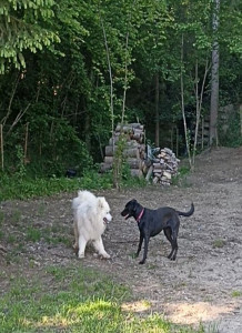 Photo de galerie - Garde chien