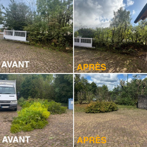 Photo de galerie - Elagage et coupe d'arbres