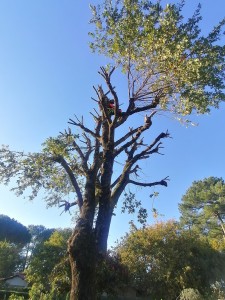 Photo de galerie - Elagage et coupe d'arbres