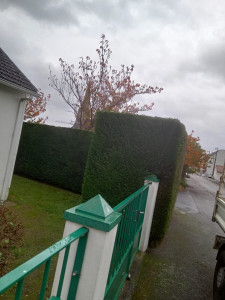 Photo de galerie - Taille de haie 