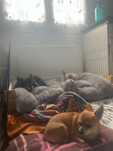 Photo de galerie - Pet sitting 